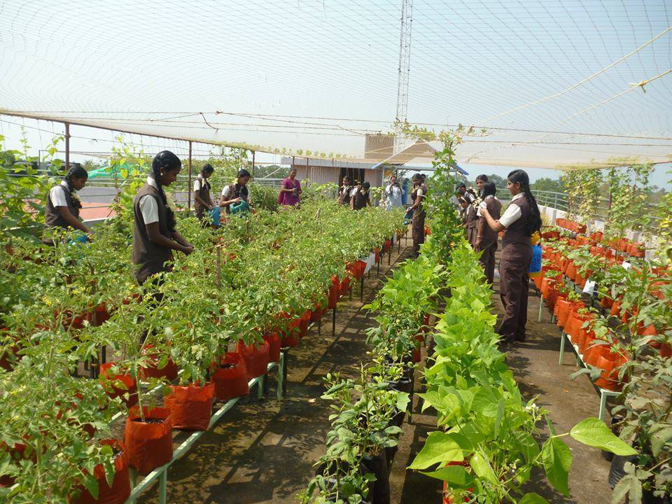 School agroecosystem